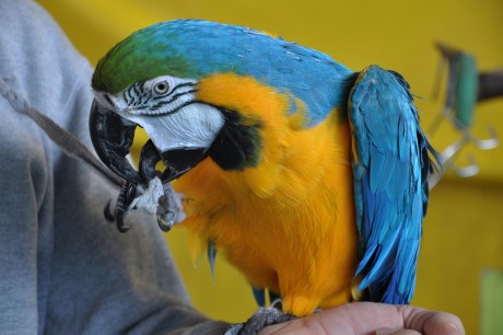 Három földrész madarai és más kisállatok láthatók a Volán Sportcsarnokban vasárnapig